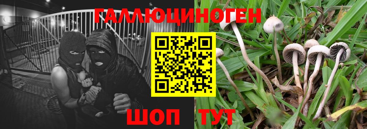Гусь-Хрустальный  Галлюциногенные грибы прущие грибы  Вход с VPN 